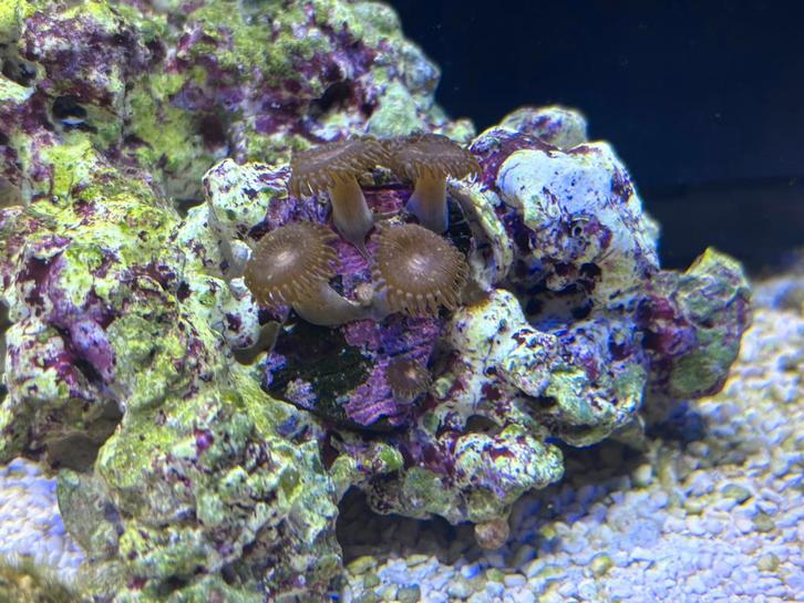 Pink and gold zoa’s zoanthus buttons zeeaquarium, Dieren en Toebehoren, Vissen | Aquariumvissen, Overige typen
