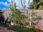 Appel en peren boom 10,- p/s, Ophalen, Lente, Volle zon, Appelboom