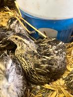 Japanse kwartels hennen, Dieren en Toebehoren, Vogels | Overige Vogels, Vrouwelijk, Tropenvogel