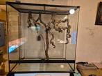 Te koop exo terra terrarium 90x45x90, Dieren en Toebehoren, Ophalen, Zo goed als nieuw