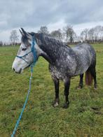 Plek gezocht voor 6 jarige merrie van 155, Dieren en Toebehoren, Paarden, Recreatiepaard