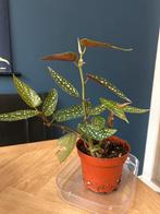 Begonia Tamaya plantje, Tuin en Terras, Planten | Tuinplanten, Vaste plant, Bloeit niet, Halfschaduw, Ophalen