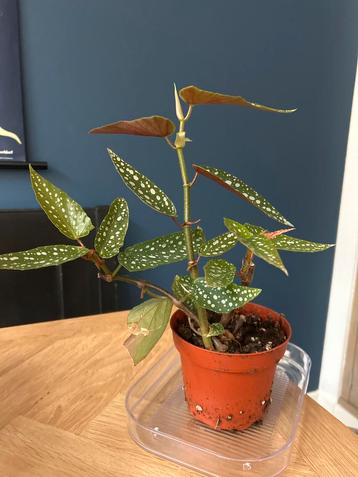 Begonia Tamaya plantje beschikbaar voor biedingen