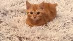 Prachtige lieve rode katertje, Dieren en Toebehoren, Katten en Kittens | Raskatten | Korthaar, Kater, Gechipt, 0 tot 2 jaar
