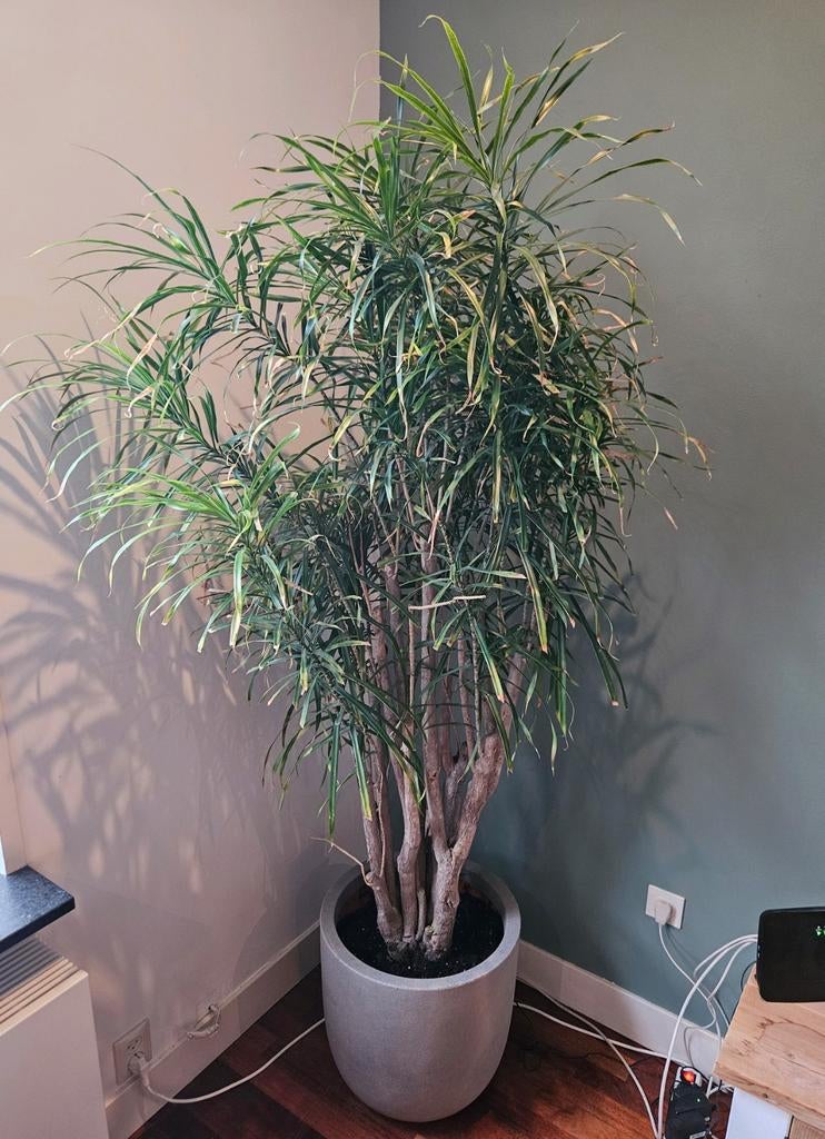 Grote Dracaena kamerplant in pot - ruime 190 cm, Huis en Inrichting, Kamerplanten, Ophalen, Overige soorten, Halfschaduw, In pot