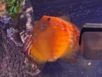 Discus, Vis, Zoetwatervis, Schoolvis