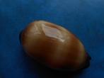 Schelpen: Cypraea talpa L. f+++ 76mm, Verzamelen, Verzenden, Schelp(en)