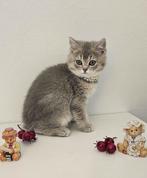 Britse korthaar kitten, Poes, 0 tot 2 jaar