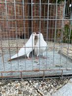 Koppel duiven, Dieren en Toebehoren, Vogels | Duiven, Meerdere dieren, Overige soorten