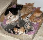 FREE KITTENS ALLEEN BELLEN 0616223780, Ophalen