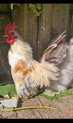 Serama haantje, Dieren en Toebehoren, Mannelijk, Kip