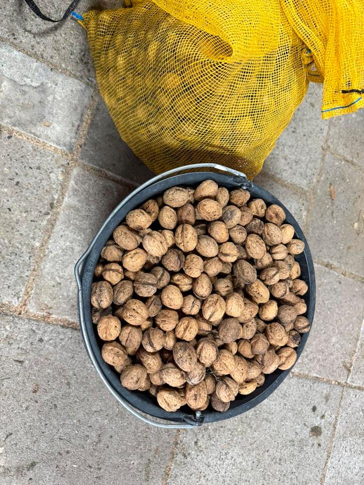 Walnoten okkernoot papagaaien grote parkieten, Dieren en Toebehoren, Dierenvoeding, Vogel, Ophalen of Verzenden
