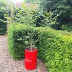 Augurkenstruik Decaisnea, Ophalen, Overige soorten, 100 tot 250 cm