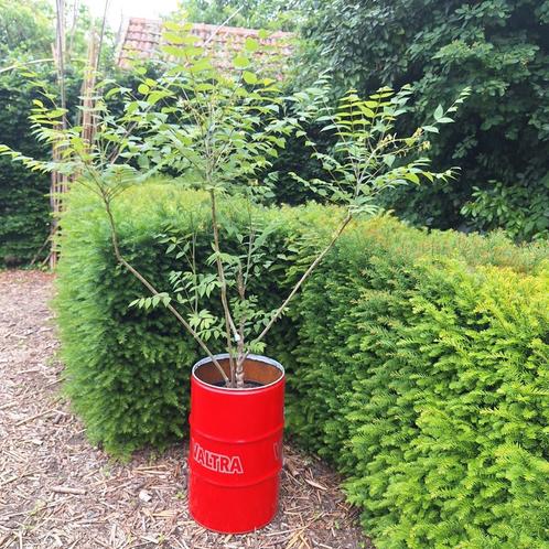 Augurkenstruik Decaisnea, Tuin en Terras, Planten | Struiken en Hagen, Overige soorten, 100 tot 250 cm, Ophalen