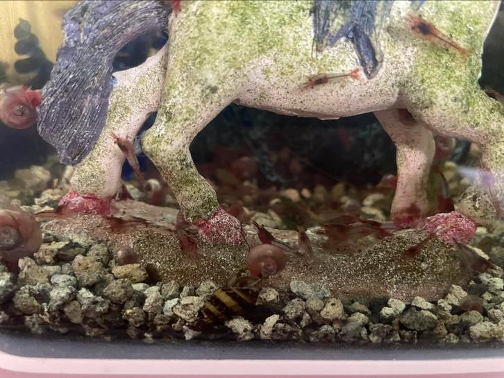 Red rili garnalen (ras iets vervuild), 1 euro per stuk., Dieren en Toebehoren, Vissen | Aquariumvissen, Kreeft, Krab of Garnaal