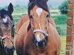 prent paarden, Ophalen of Verzenden, 'T Olde Gre-j, Info@toldegrej.nl, Endepoelstraat 20f Didam