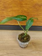 Monstera xanthospatha plantje/stekje, Ophalen of Verzenden, Halfschaduw, Minder dan 100 cm