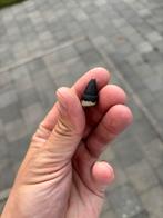 Fossiele Potvis tand uit Antwerpen (België) - 2, Ophalen of Verzenden, Fossiel
