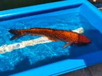 Koi Hi Matsuba 60cm, Dieren en Toebehoren, Vissen | Vijvervissen, Karper of Koi
