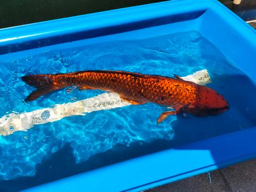 Koi Hi Matsuba 60cm, Dieren en Toebehoren, Vissen | Vijvervissen, Karper of Koi