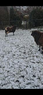 Mooie bonte dekrammen, Dieren en Toebehoren, Schapen, Geiten en Varkens, Mannelijk, Schaap, 0 tot 2 jaar
