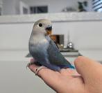Superlieve tamme dwergpapegaaien lovebirds – speels & gezond, Dieren en Toebehoren, Vogels | Parkieten en Papegaaien, Meerdere dieren
