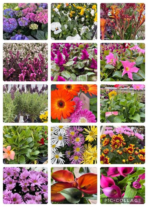 Diverse soorten bloeiende planten, Tuin en Terras, Planten | Tuinplanten, Ophalen of Verzenden