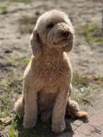 Verwacht labradoodle pups november 2025, 8 tot 15 weken, CDV (hondenziekte), Meerdere, Meerdere dieren