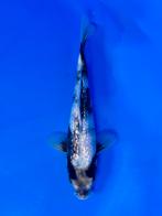 VHQ Tateshita Ginrin Shiro Utsuri 25-30cm Japanse koi, Karper of Koi