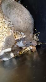 Hele mooie raszuivere Rex ratjes te koop!, Dieren en Toebehoren, Knaagdieren, Juli, Meerdere dieren, Rat