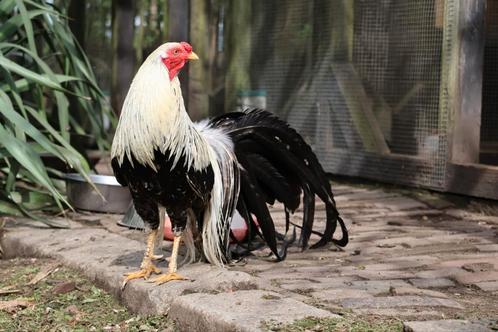 Minohiki meerdere koppels/trio's, Dieren en Toebehoren, Pluimvee, Kip, Meerdere dieren