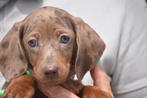 Teckel korthaar pups, Rabiës (hondsdolheid), 15 weken tot 1 jaar, Dwerg, Meerdere