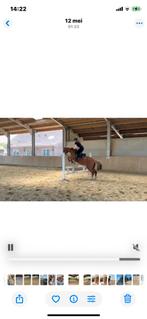 Bijrijder aangeboden/bijrijdpaard gezocht, Ophalen of Verzenden