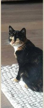 Lieve poes Luna, gesteriliseerd, Dieren en Toebehoren, Katten en Kittens | Overige Katten, Poes