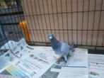 Laat Doffertje P. vd Haar. Pierre Faese, Dieren en Toebehoren, Vogels | Duiven, Mannelijk, Postduif