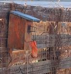 Vogelhuisje met breed dak - Katproof!, Ophalen of Verzenden, Gebruikt