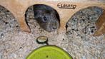 Cavia (zeugje)zoekt een nieuw huis, Dieren en Toebehoren, Oktober, Vrouwelijk, Cavia