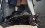 Zwarte poes (12 jaar oud), Poes, Gechipt, 6 jaar of ouder