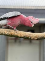 Mooi onverwand koppel Rose kaketoe s, Dieren en Toebehoren, Vogels | Parkieten en Papegaaien, Meerdere dieren, Papegaai, Geringd