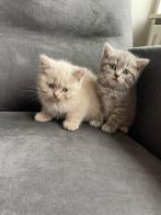 100% britse korthaar kittens. Nu 5 weken oud, Gechipt