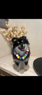 Pomeriaan 7 maanden, Dieren en Toebehoren, Honden | Poolhonden, Keeshonden en Oertypen, Keeshond, 15 weken tot 1 jaar, Reu, Eén hond