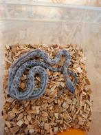 NK 2025 Rattenslangen Diverse morphs, Dieren en Toebehoren, Reptielen en Amfibieën, Slang, Tam, 0 tot 2 jaar