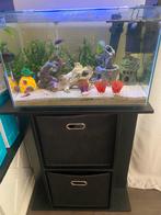 Aquarium met vissen en meubel, Ophalen, Zo goed als nieuw, Gevuld zoetwateraquarium