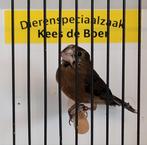 Twatwa tigri man, Mannelijk, Tropenvogel, Geringd