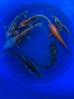 Koi mix, Karper of Koi