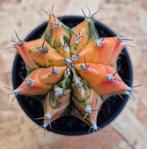 Cactus Gymnocalycium Mihanovichii p8 (L), Huis en Inrichting, Kamerplanten, Ophalen of Verzenden, Cactus, Volle zon, Minder dan 100 cm