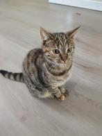 Twee lieve katte, Dieren en Toebehoren, Katten en Kittens | Raskatten | Korthaar, Poes, Ingeënt