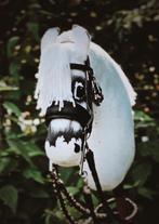 Hobbyhorse te koop, Dieren en Toebehoren, Reptielen en Amfibieën, 0 tot 2 jaar