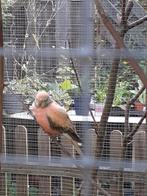Bourkes  opaline  roze, Meerdere dieren, Parkiet