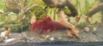 Crowntail betta rood | aquarium vis, Vis, Zoetwatervis